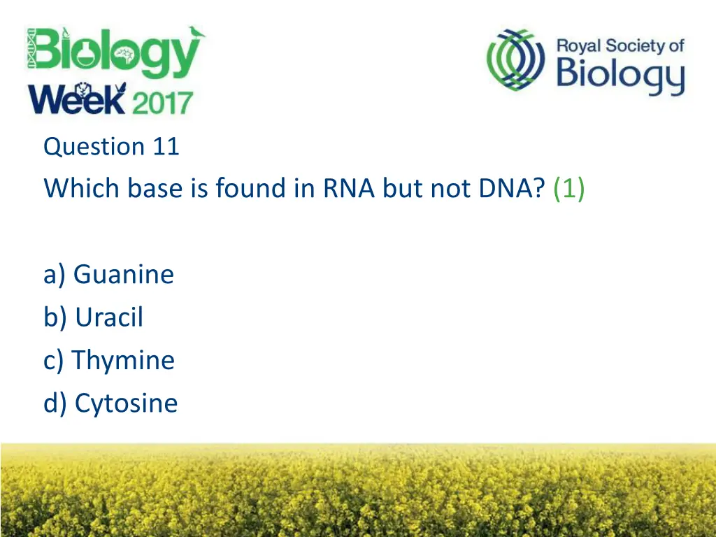 question 11 which base is found