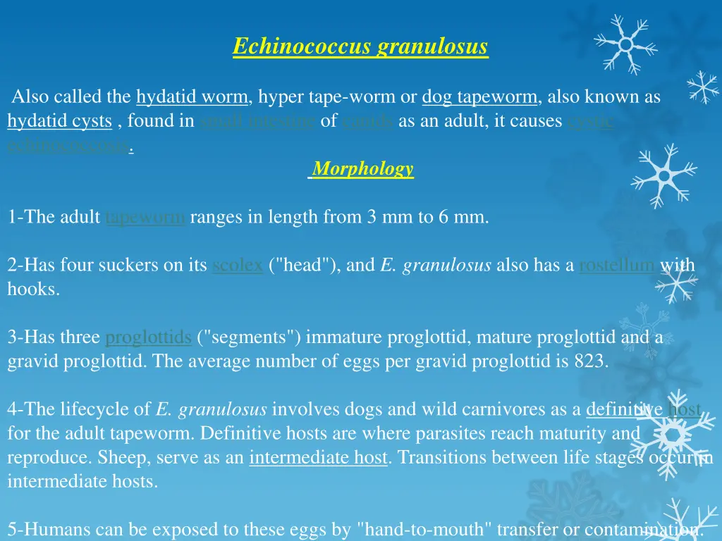 echinococcus granulosus 1