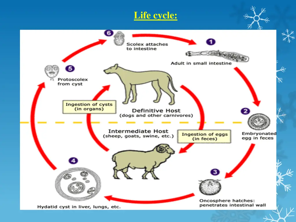 life cycle