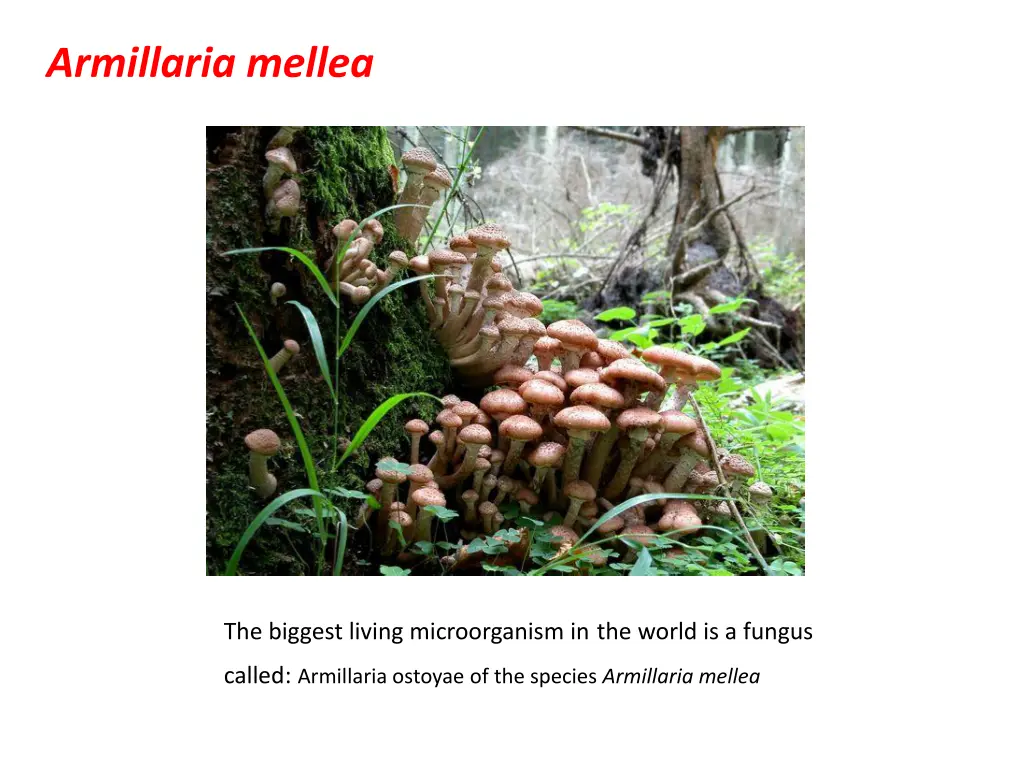 armillaria mellea