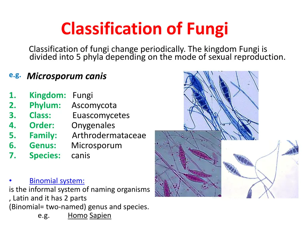 classification of fungi