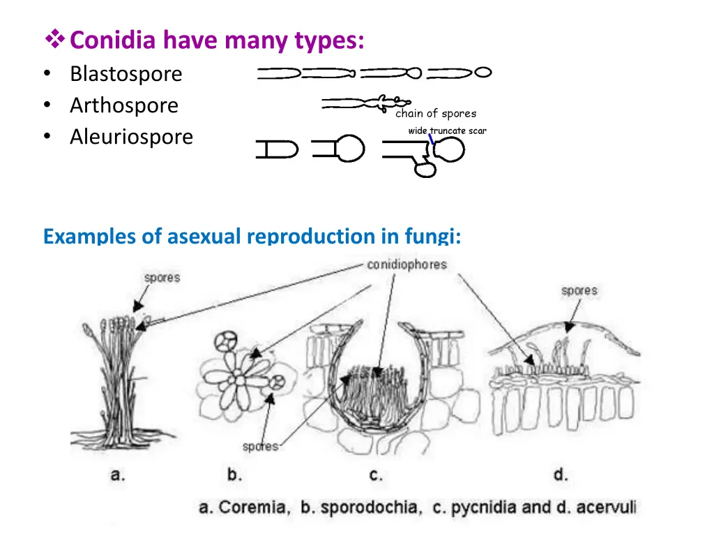 conidia have many types blastospore arthospore