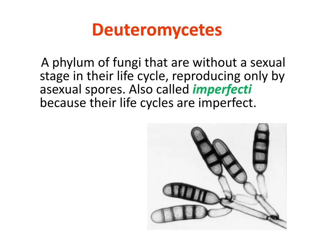 deuteromycetes