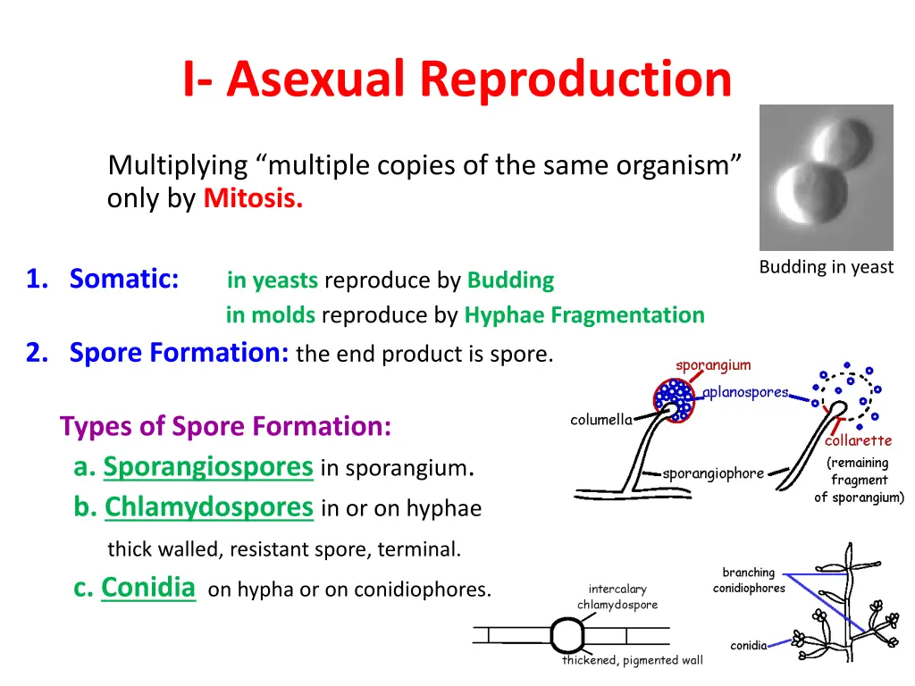 i asexual reproduction