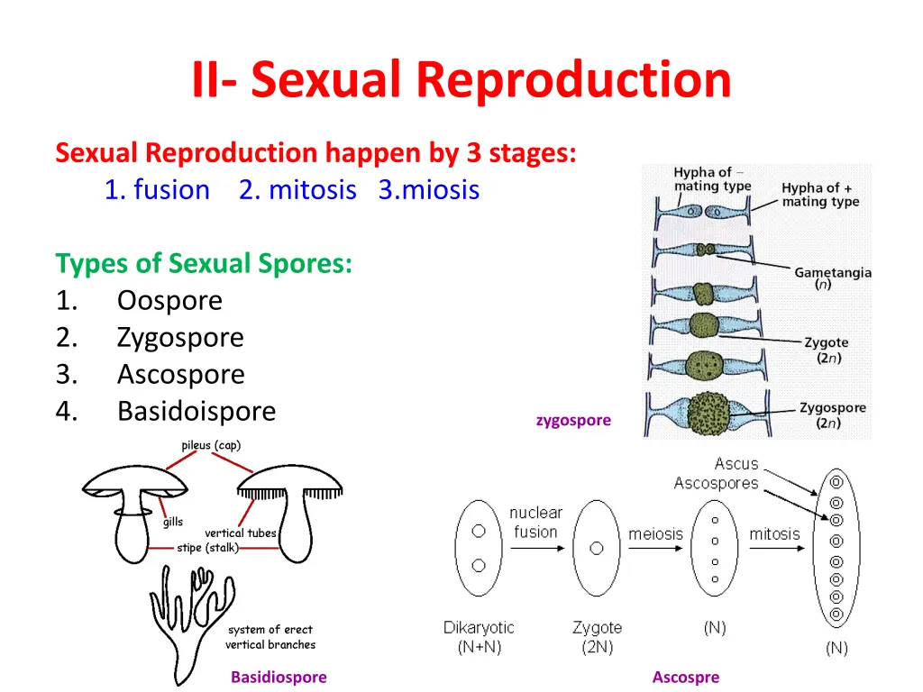 ii sexual reproduction