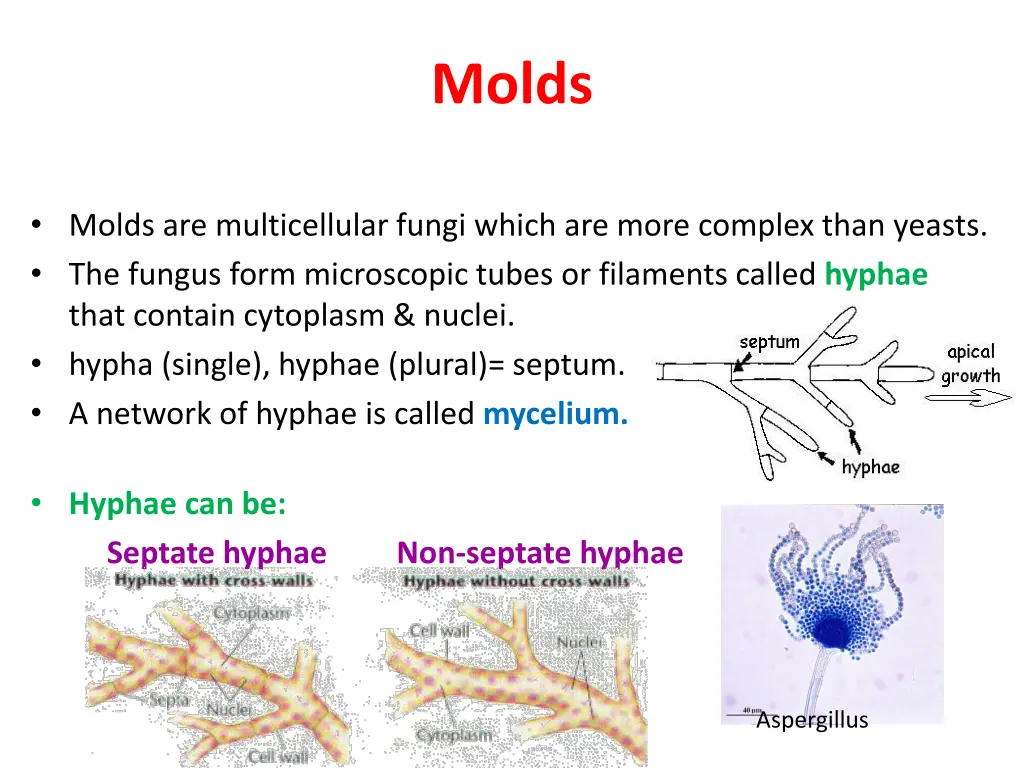 molds