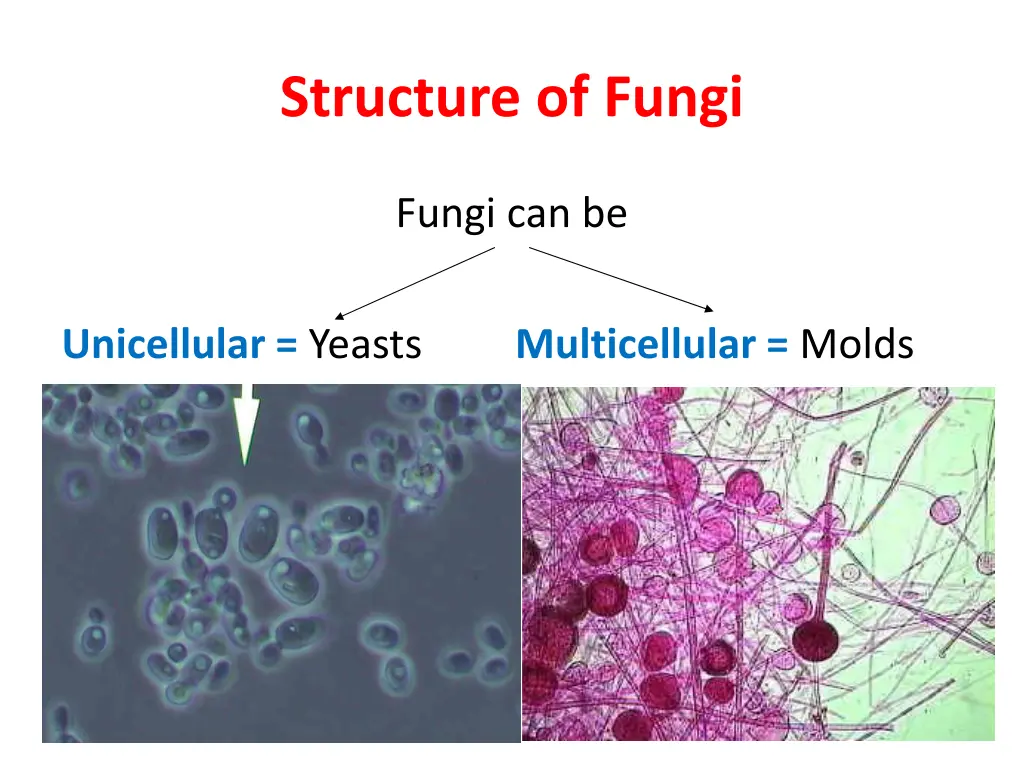 structure of fungi