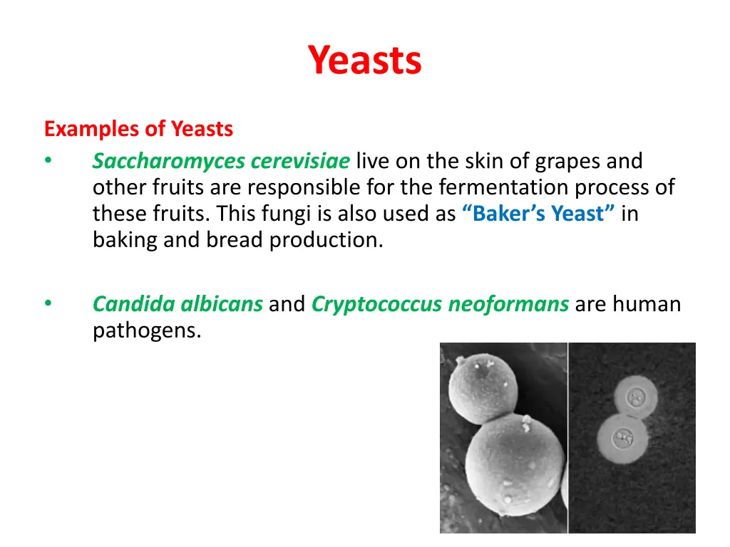 yeasts 1