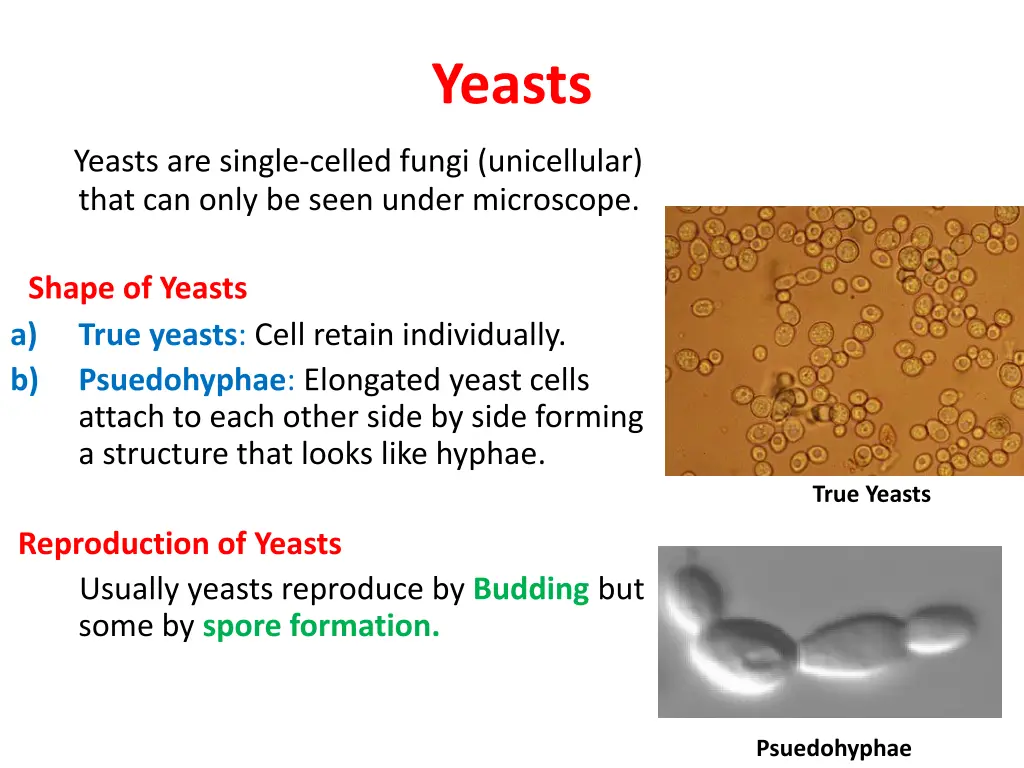 yeasts