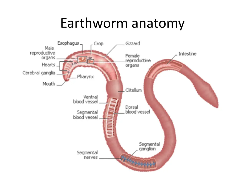 earthworm anatomy