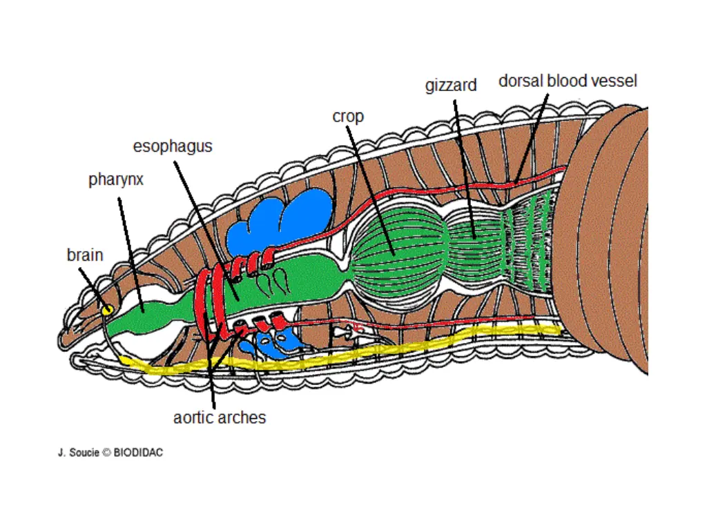 slide24