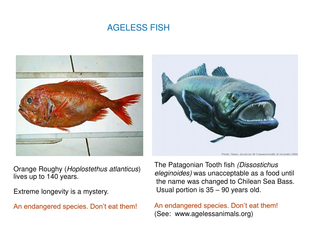 ageless fish