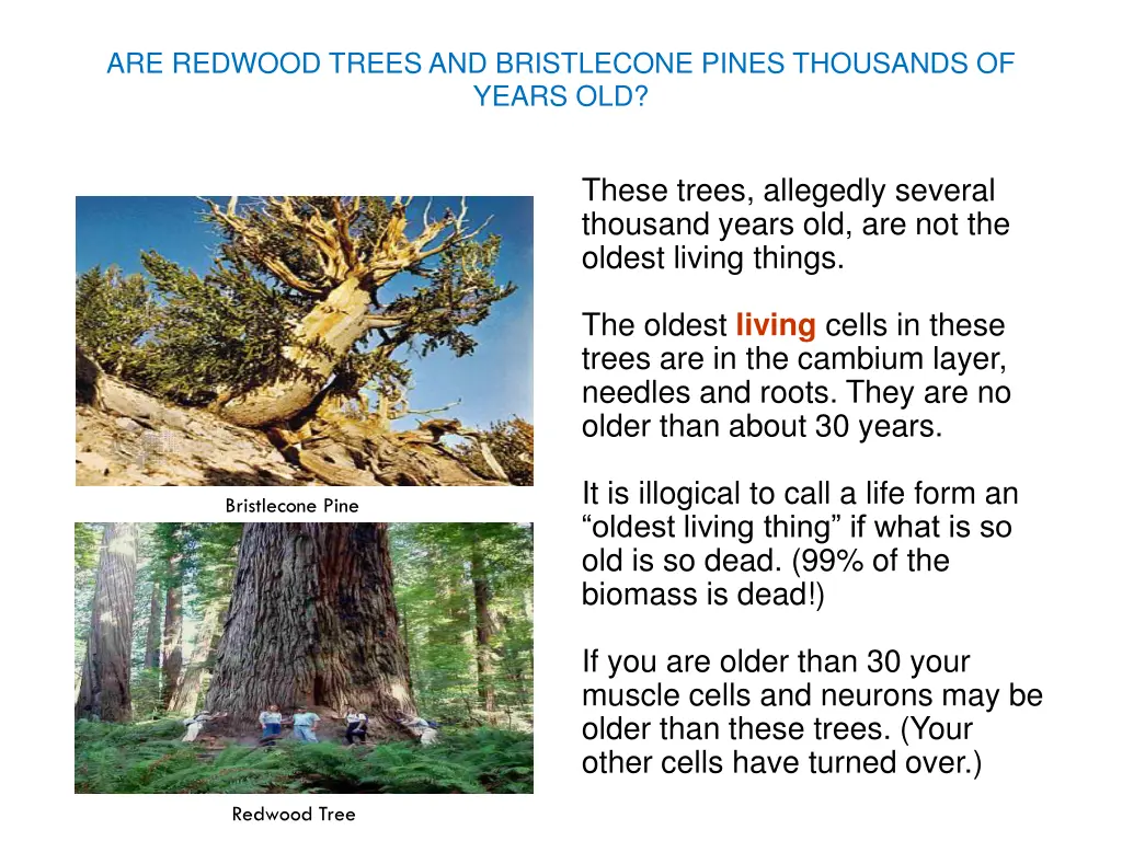 are redwood trees and bristlecone pines thousands