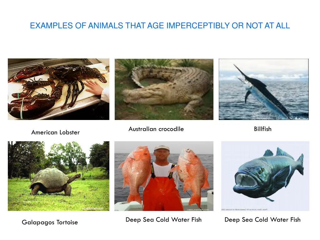 examples of animals that age imperceptibly