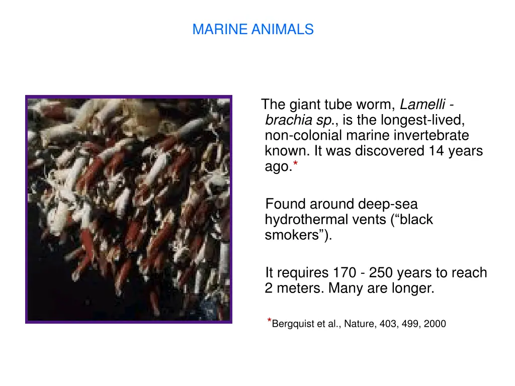 marine animals