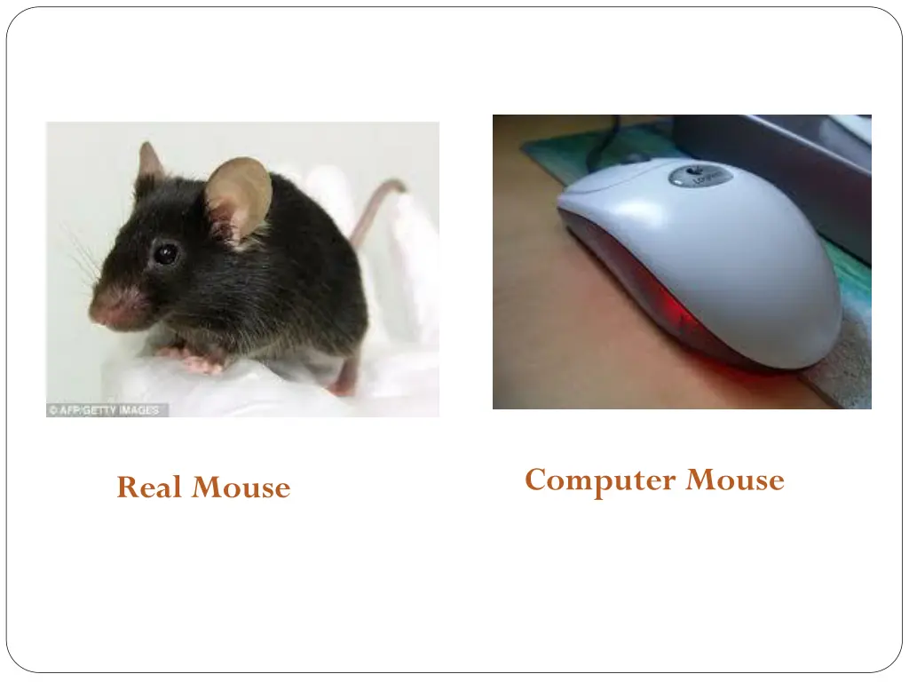 computer mouse