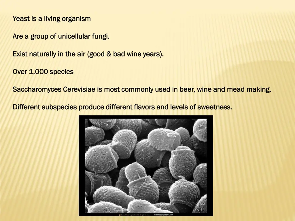 yeast is a living organism yeast is a living