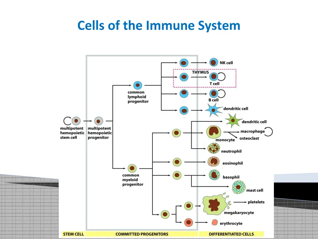 cells of the immune system 1