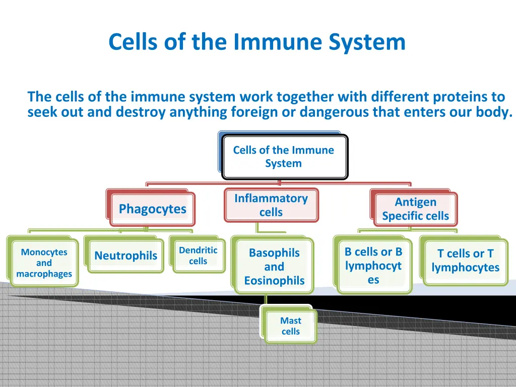 cells of the immune system