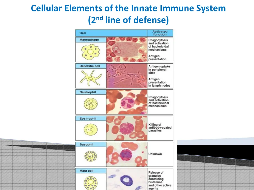 cellular elements of the innate immune system