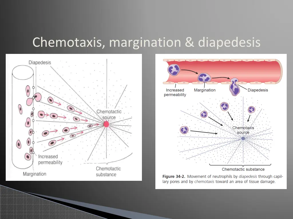 chemotaxis margination diapedesis