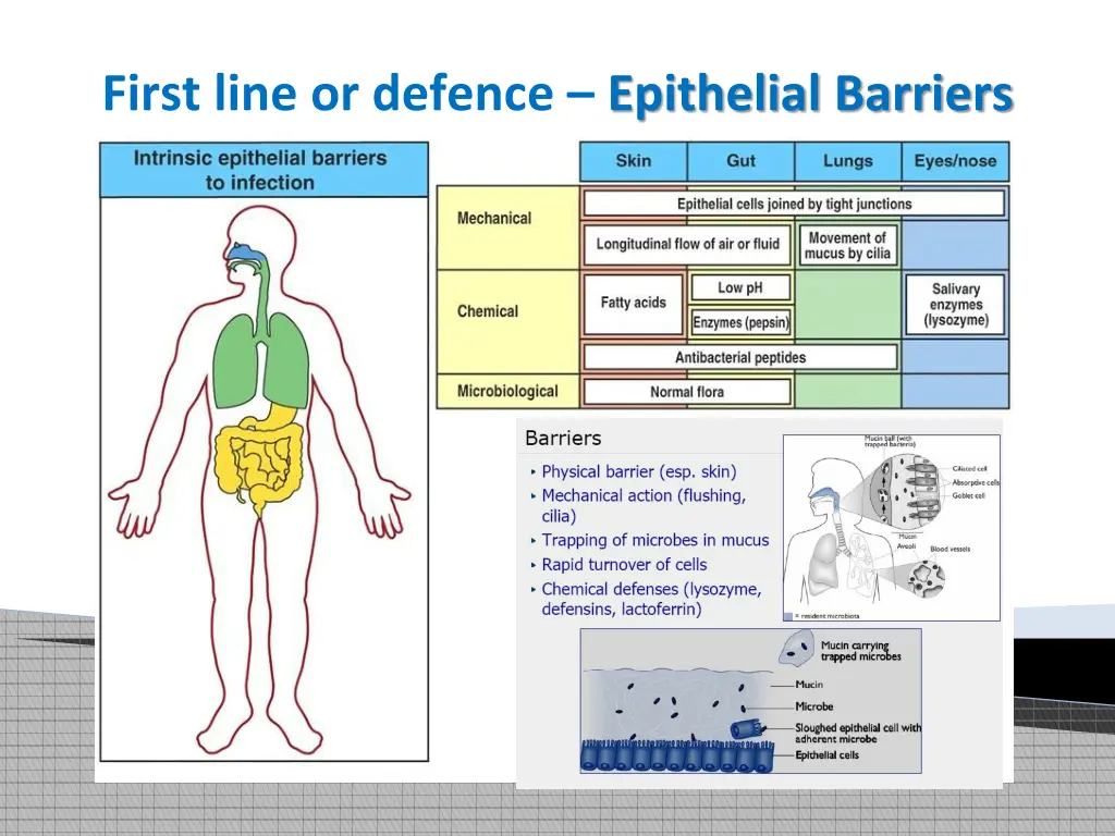 first line or defence epithelial barriers