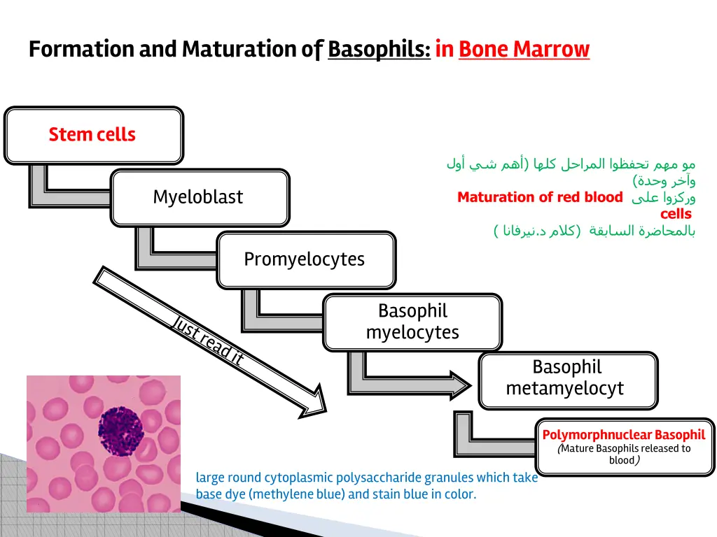 formation and maturation of basophils in bone