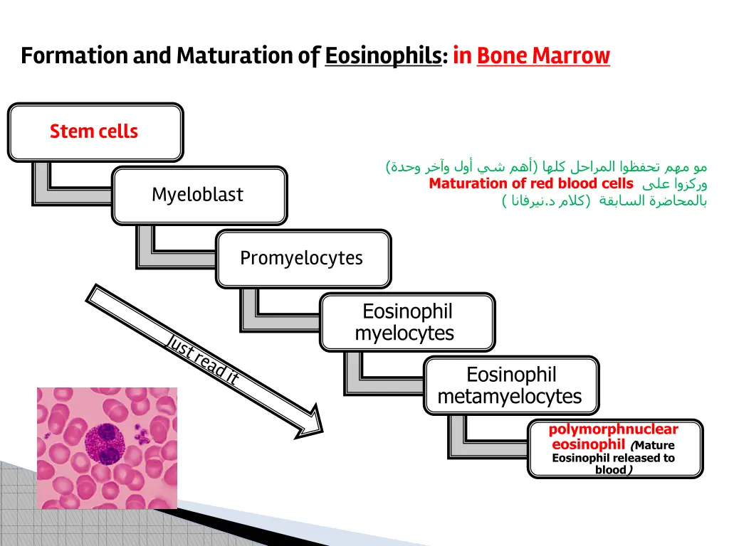 formation and maturation of eosinophils in bone