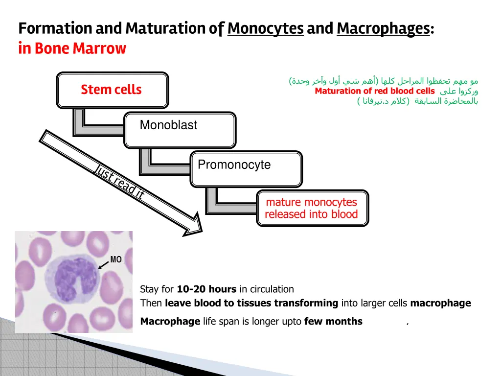 formation and maturation of monocytesand