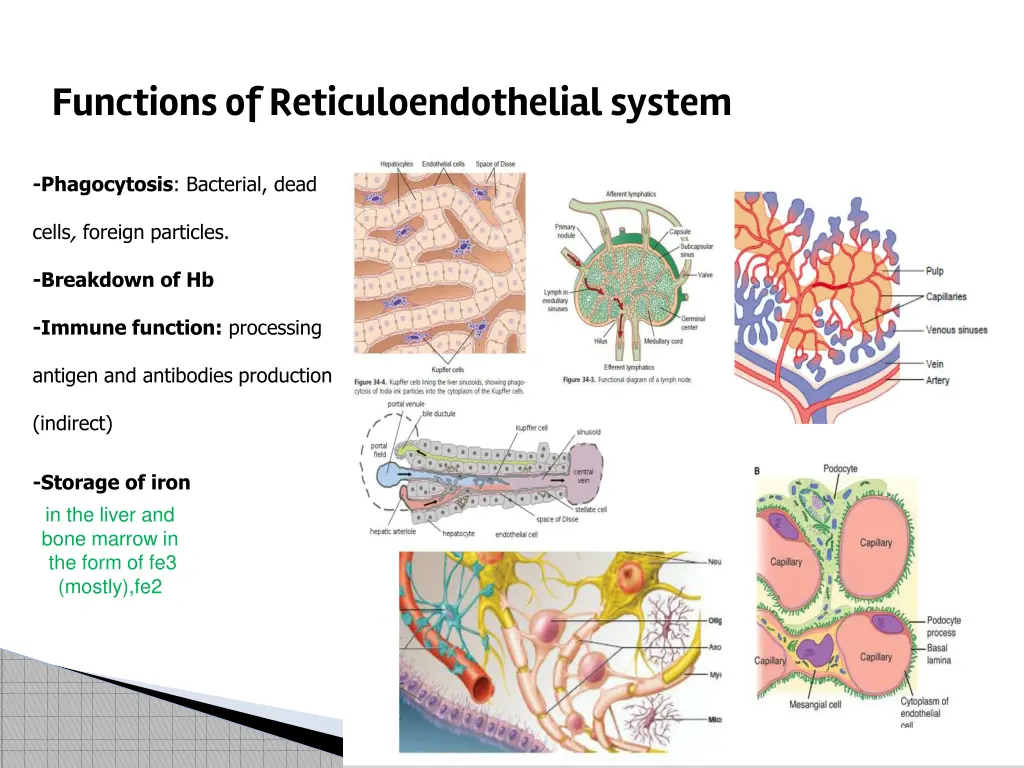 functions of reticuloendothelialsystem