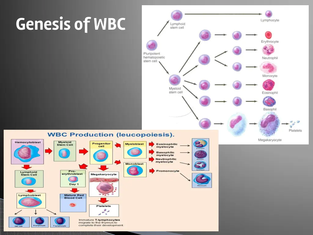 genesis of wbc 1