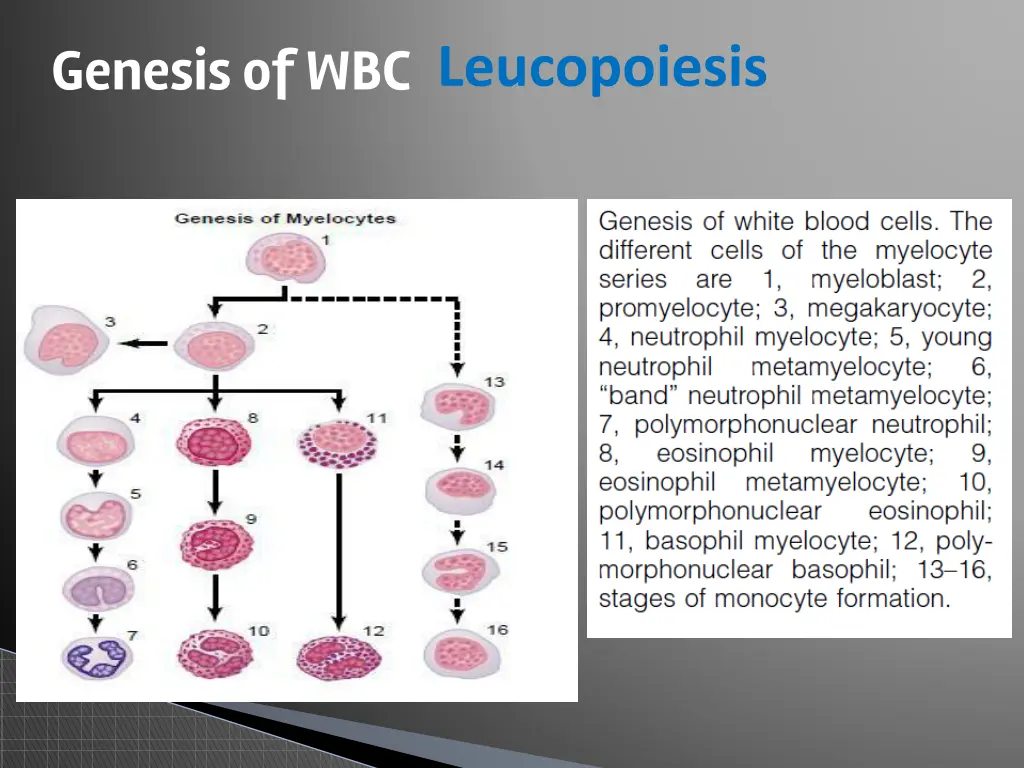 genesis of wbc 2