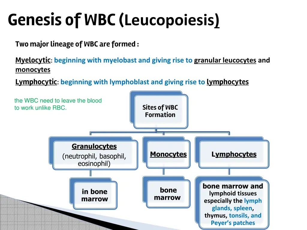 genesis of wbc leucopoiesis