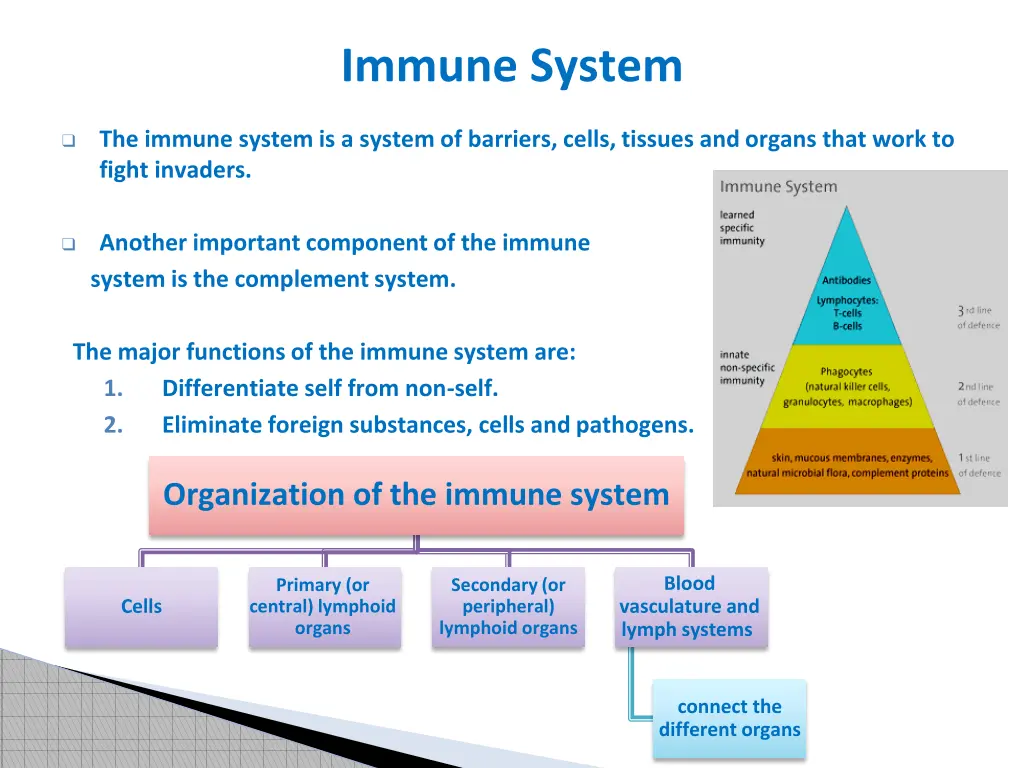 immune system