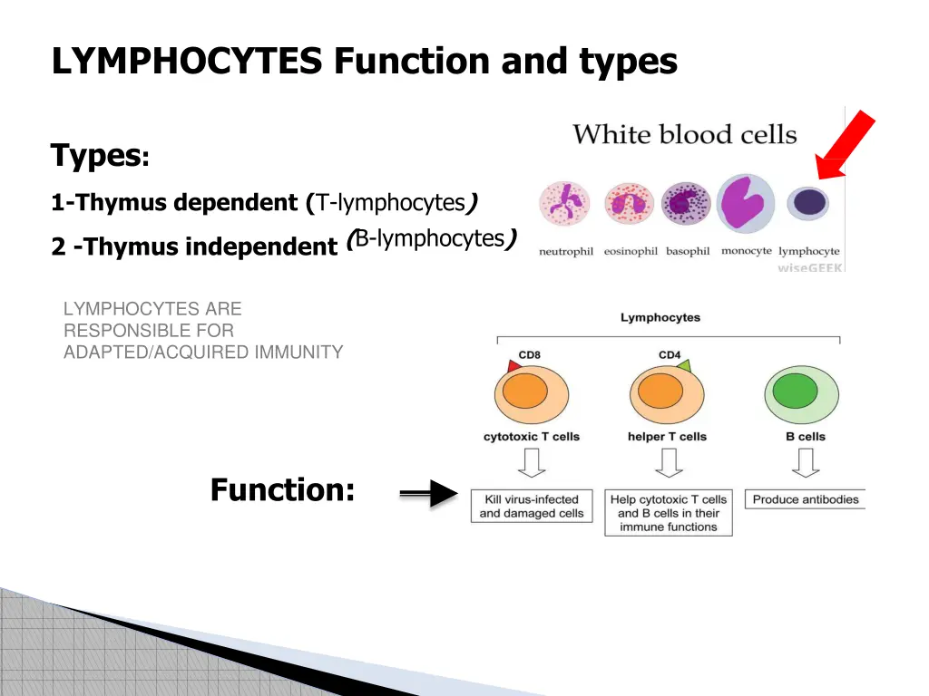 lymphocytes function and types