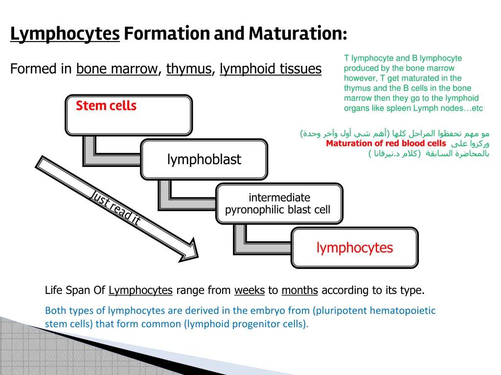 lymphocytesformation and maturation