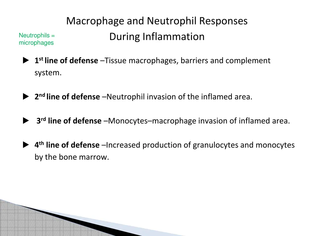 macrophage and neutrophil responses during