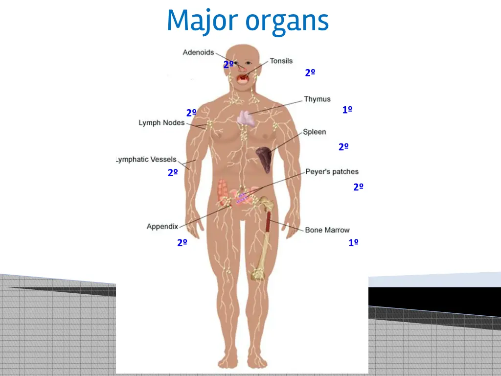 major organs 1