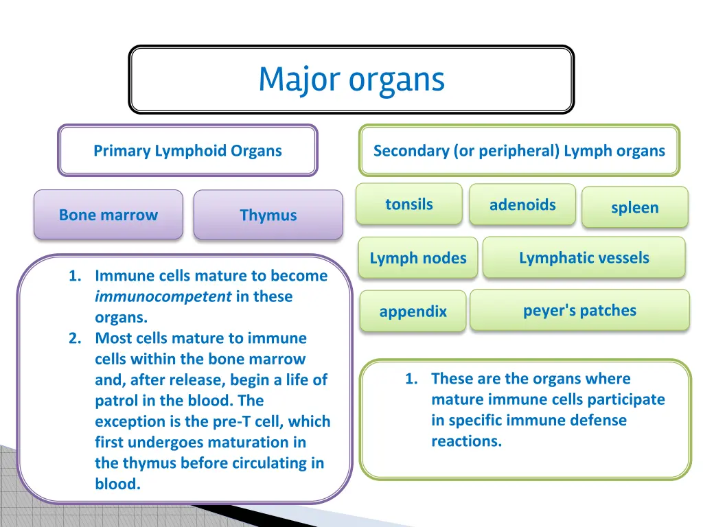 major organs