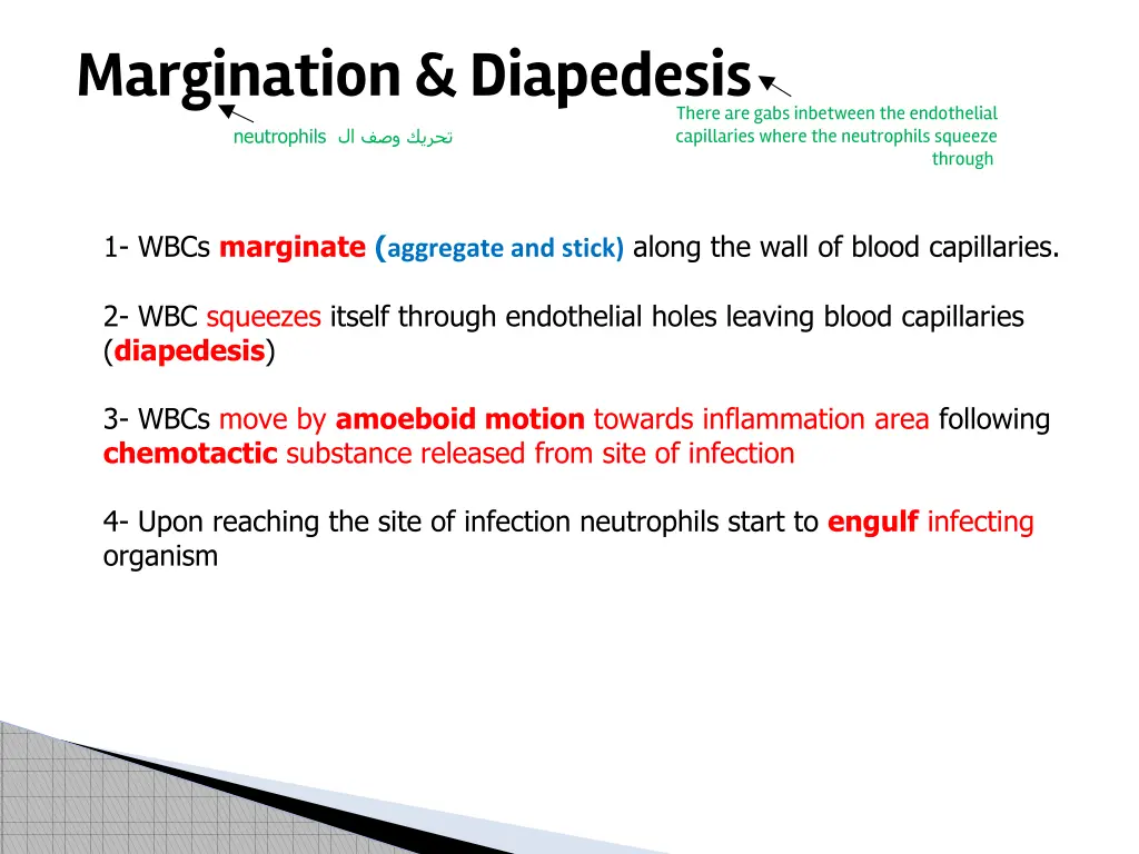 margination diapedesis