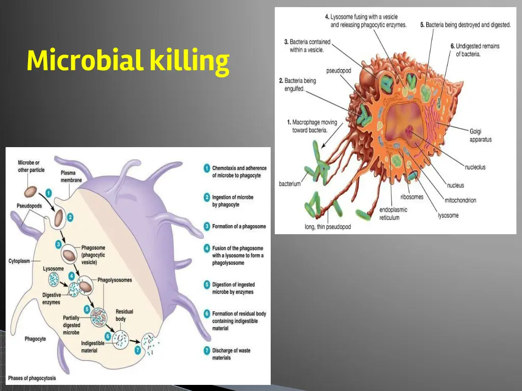 microbial killing 1