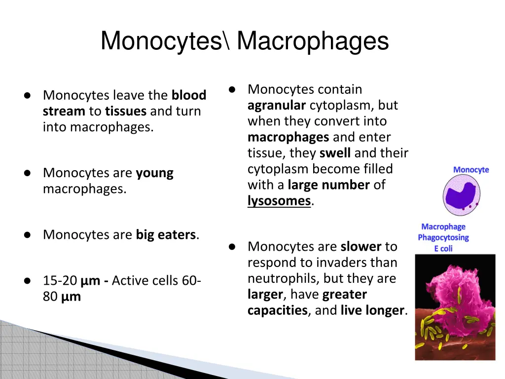 monocytes macrophages