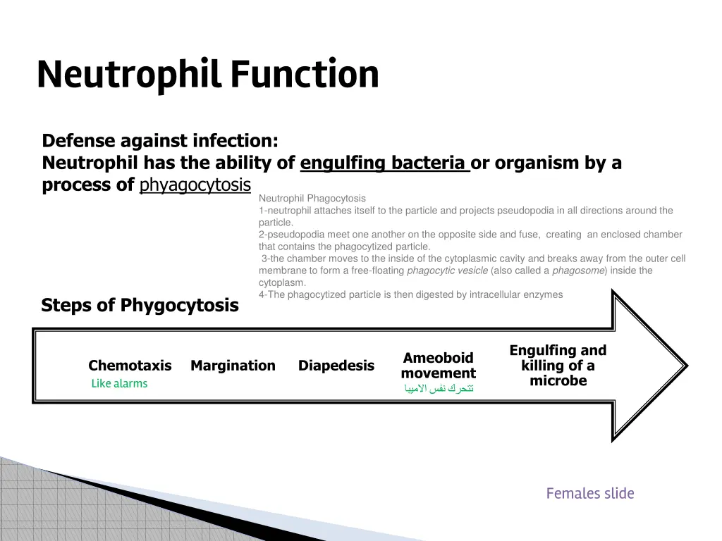 neutrophil function