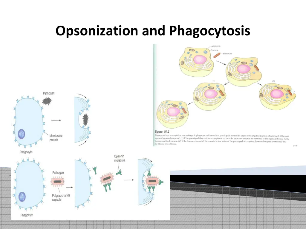 opsonization and phagocytosis