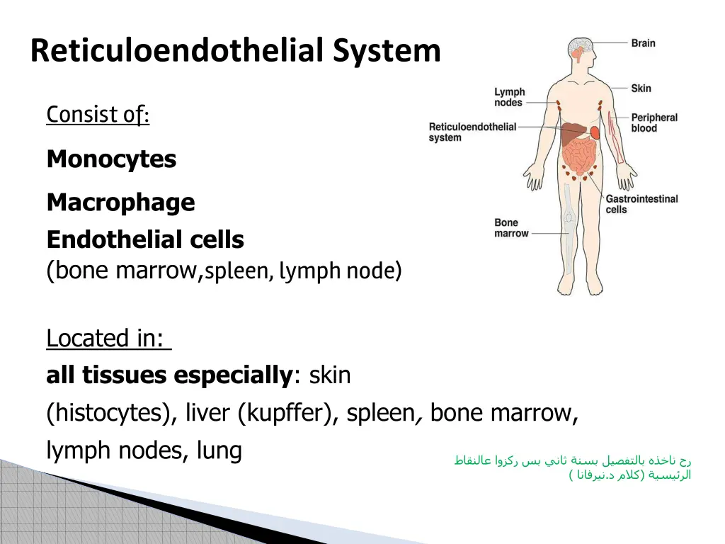 reticuloendothelial system