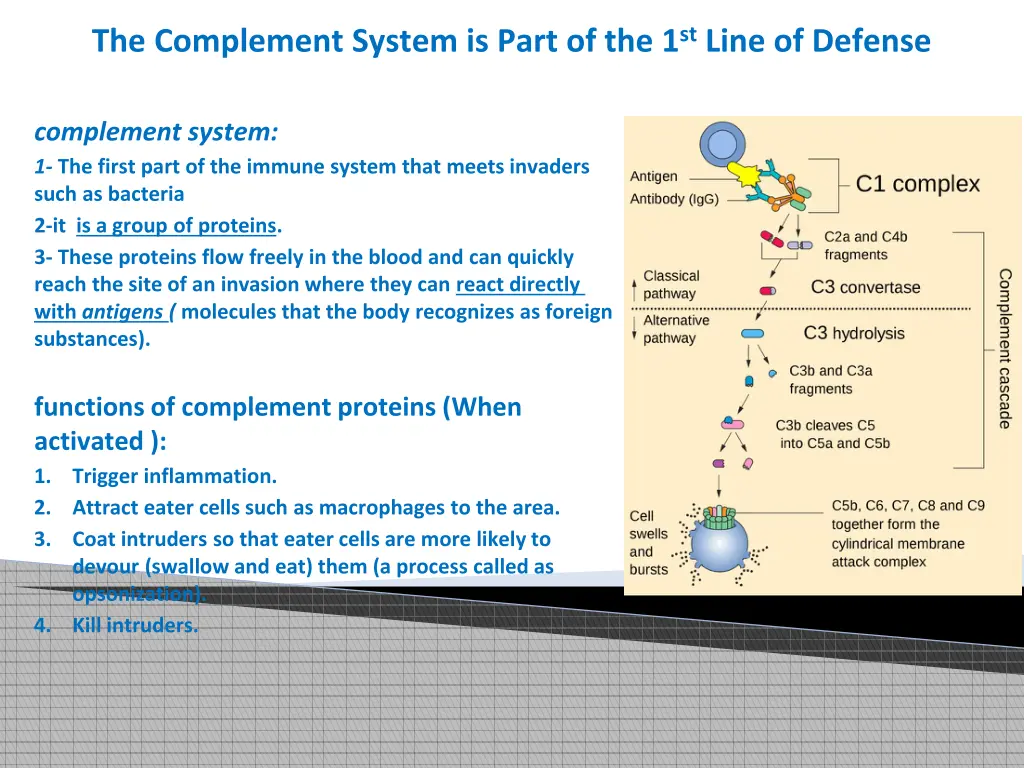 the complement system is part of the 1 st line