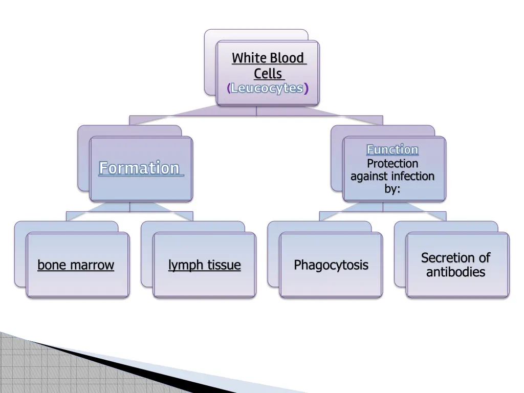 white blood cells leucocytes