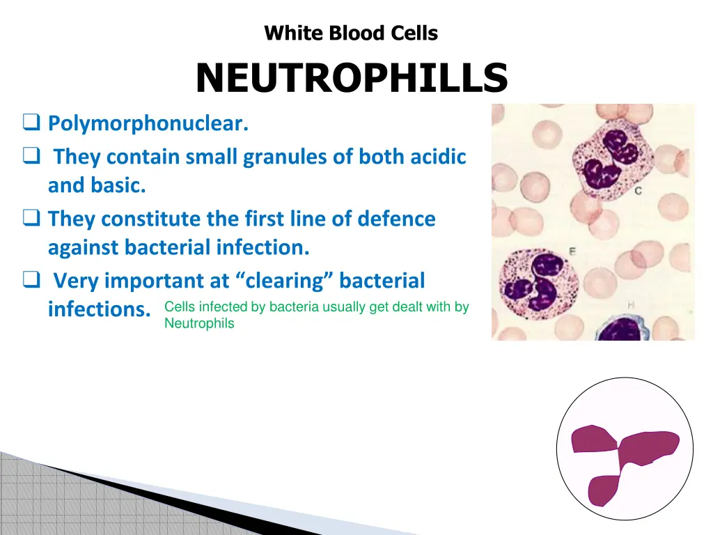 white blood cells neutrophills 1