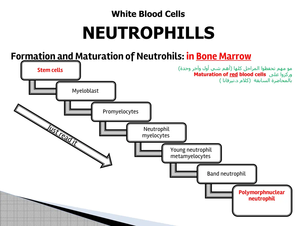 white blood cells neutrophills