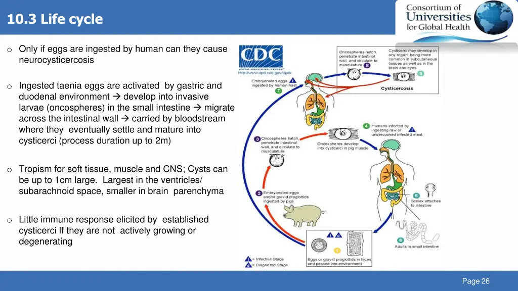 10 3 life cycle